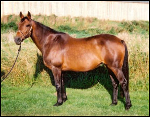 Hazel Park Thoroughbred mare